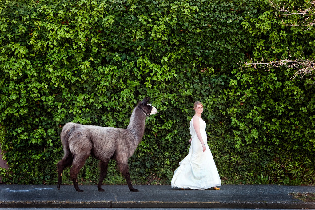 Seattle Best Wedding Photographer Bride With Llama