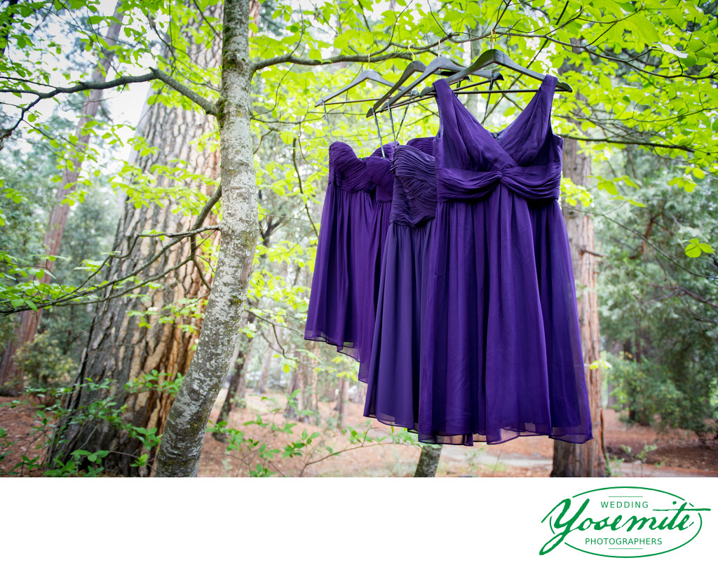 Purple Bridesmaid Dresses Hanging In Trees Yosemite