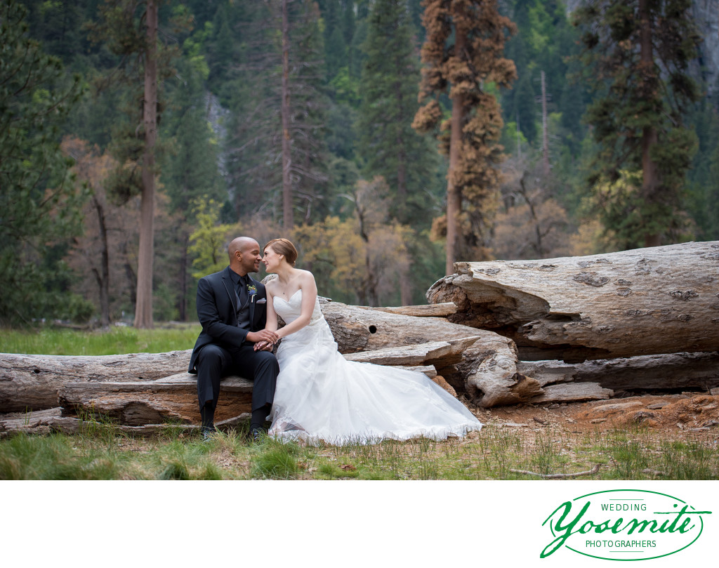 Bride And Groom Kissing On Fallen Log in Yosemite