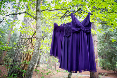 Purple Bridesmaid Dresses Hanging In Trees Yosemite