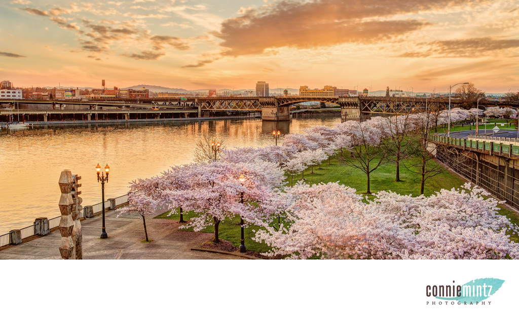 Cherry Blossoms in Portland Oregon