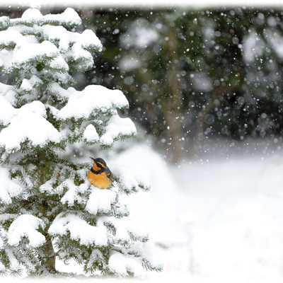 Resting in Snow Landscape