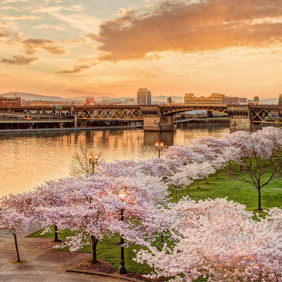 Cherry Blossoms in Portland Oregon