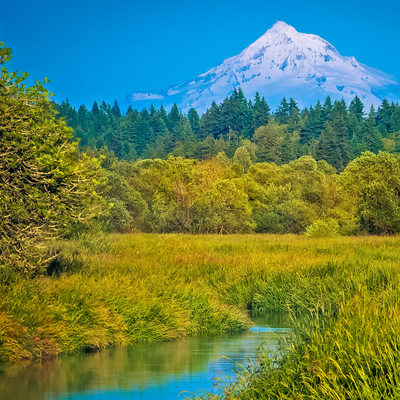 Summer Landscape