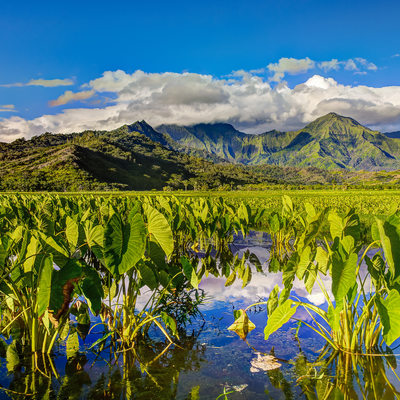 Hawaiian Fields