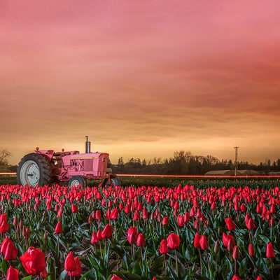 Wooden Shoe Tulip Farm