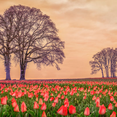 Woden Tulip Farm- Pretty Flowers