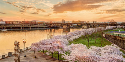 Cherry Blossoms in Portland Oregon