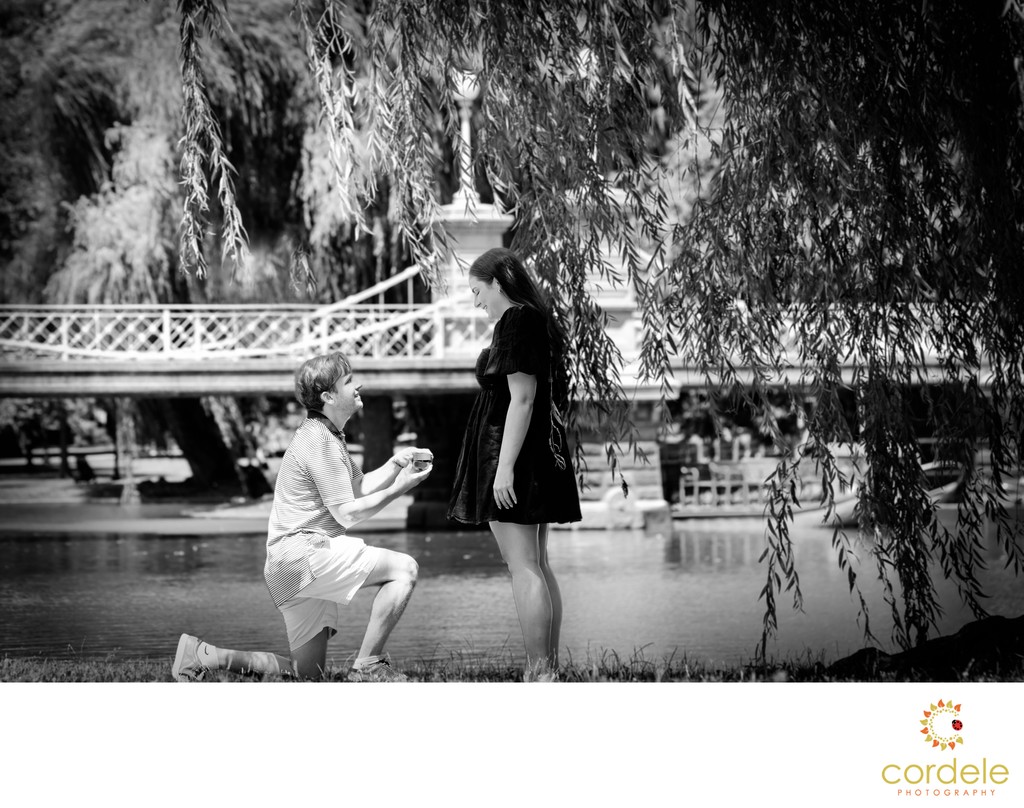 Public Garden Proposal Photographer