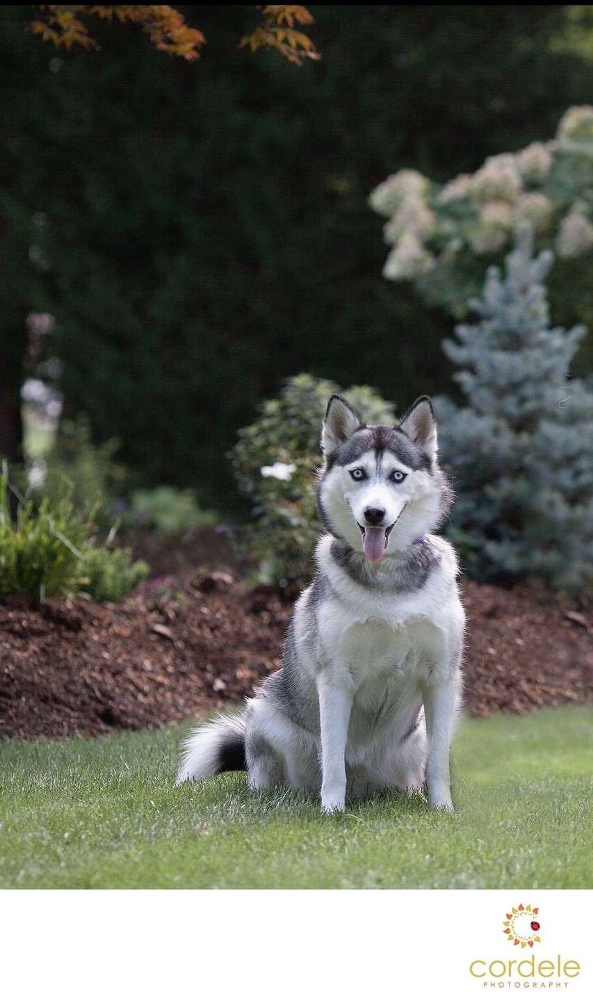 Local Outdoor Dog Portrait Photographers