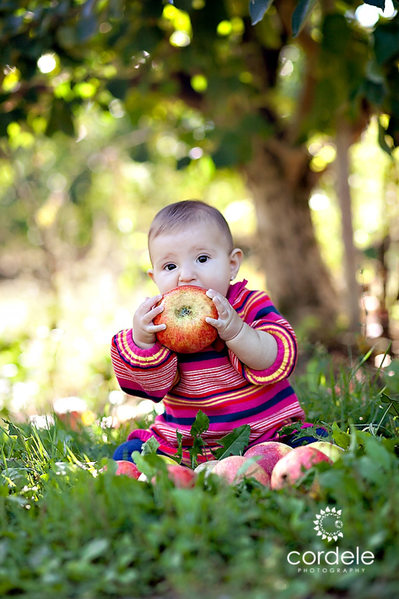 Fall Apple Orchard Photos Boston