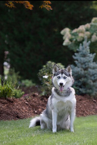 Local Outdoor Dog Portrait Photographers