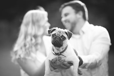 Pug Puppy: Engagement Photos