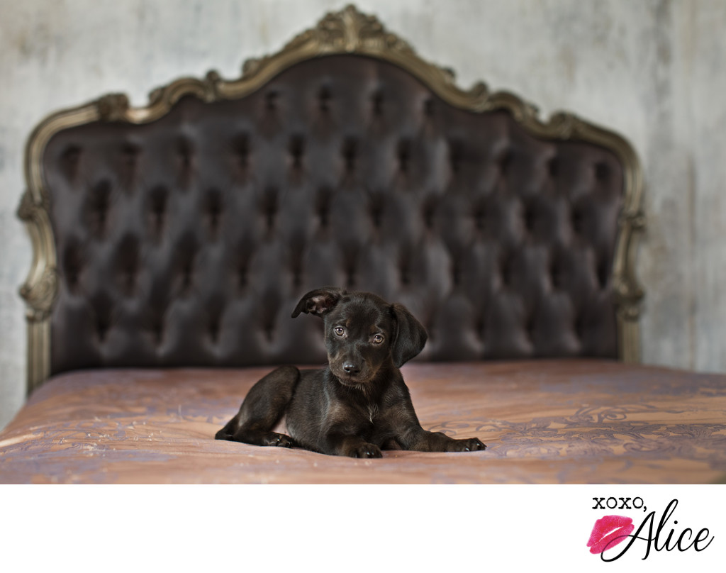 Cute black puppy with fancy backdrop in a photo studio