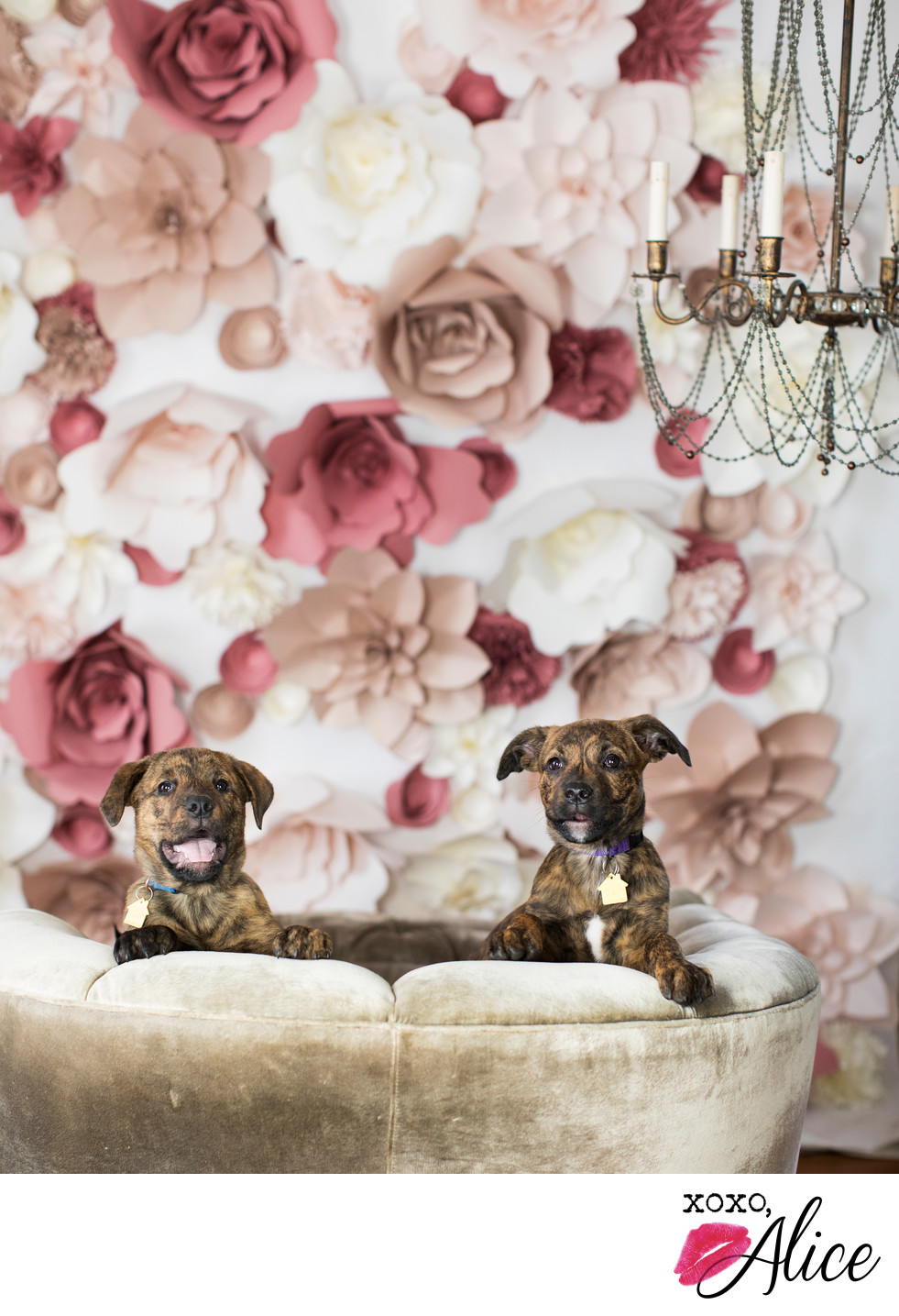 cute puppies with flowers and fancy photo studio