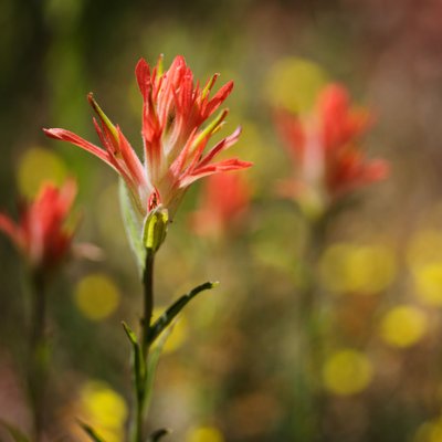Indian paintbrush on the North Rim Grand Canyon NP