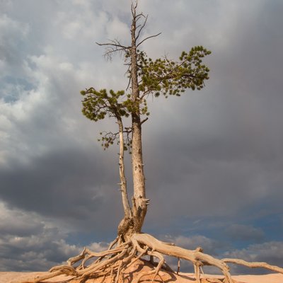 solitary tree and roots in the desert against dark sky