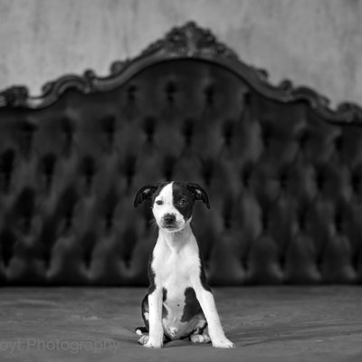 black and white puppy in black and white photo