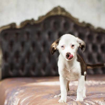 adorable puppy photography in st louis missouri
