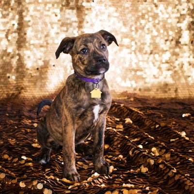 puppy photography brindle puppy akita rottweiler 