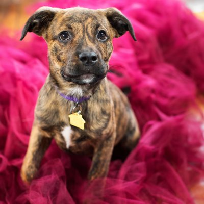 puppy photoy brindle puppy in tulle xoxo alice