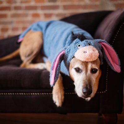 funny dogs in costume dog in eyore costume