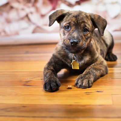 Brindle puppy photography pet portraits