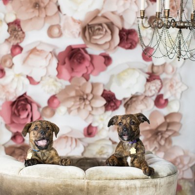 cute puppies with flowers and fancy photo studio