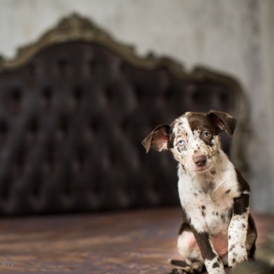 Merle puppy with blue eyes st louis missouri pet photos