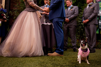 Wedding photos with dogs - Scottsdale Wedding Photo