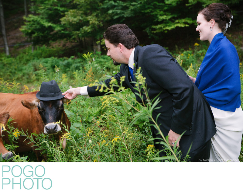 The Pogo Wedding: meeting friendly cows in Vermont