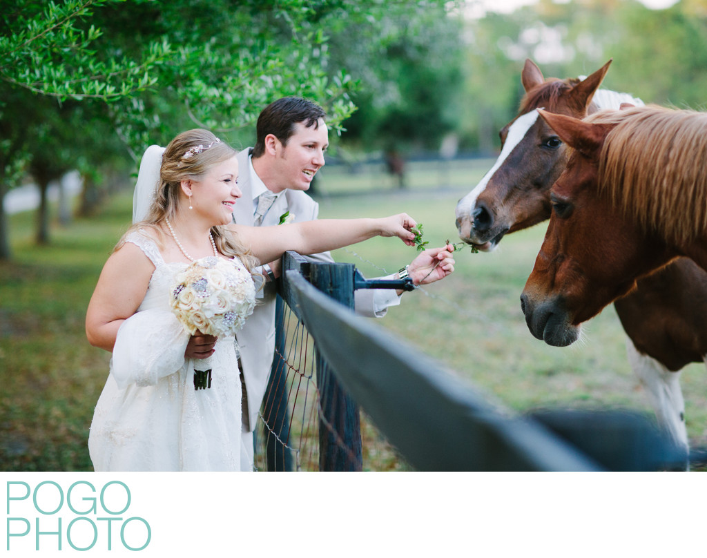 Giggling Couple at Rustic Farm Wedding Feed Horses