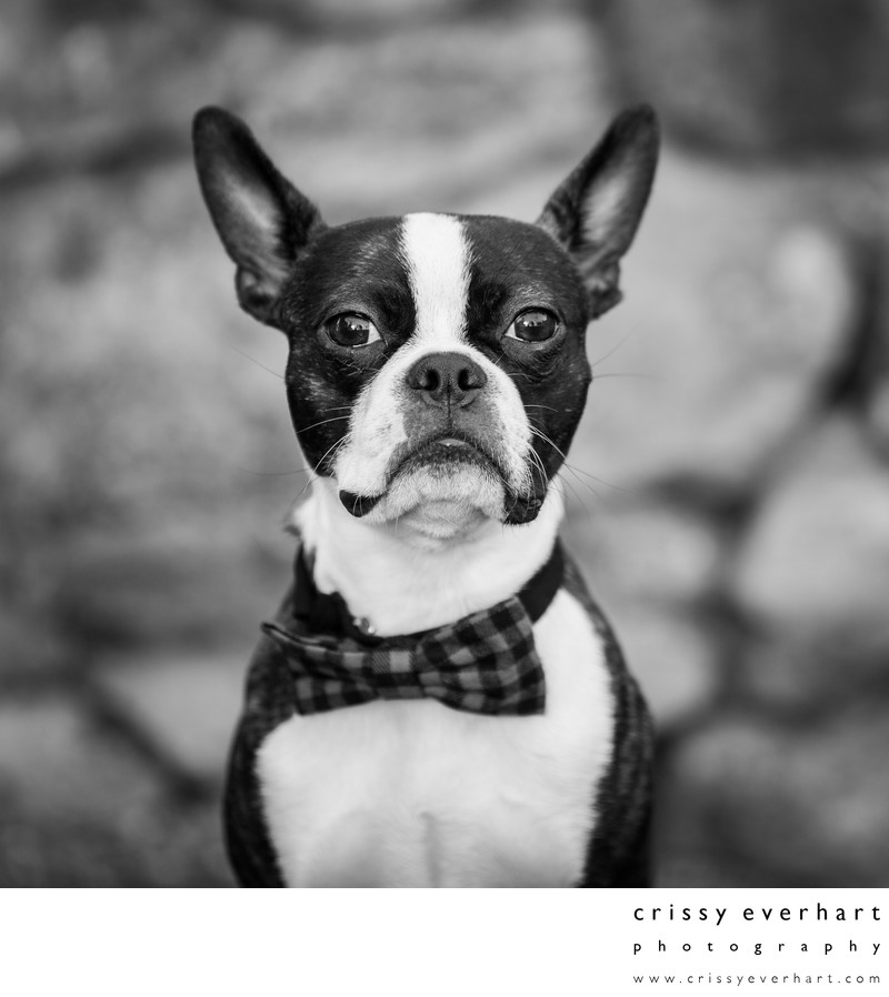 Black and White Pet Portraits - Boston Terrier Photo