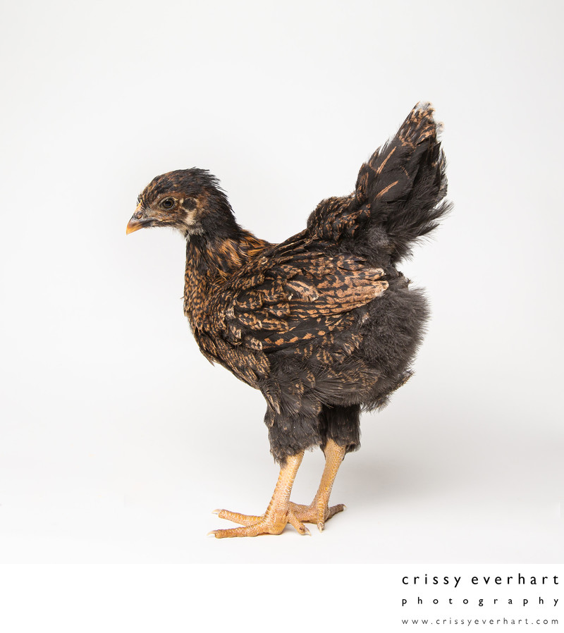 Teriyaki - 5 Weeks Old - Barnevelder Chicken - Crissy Everhart Photography