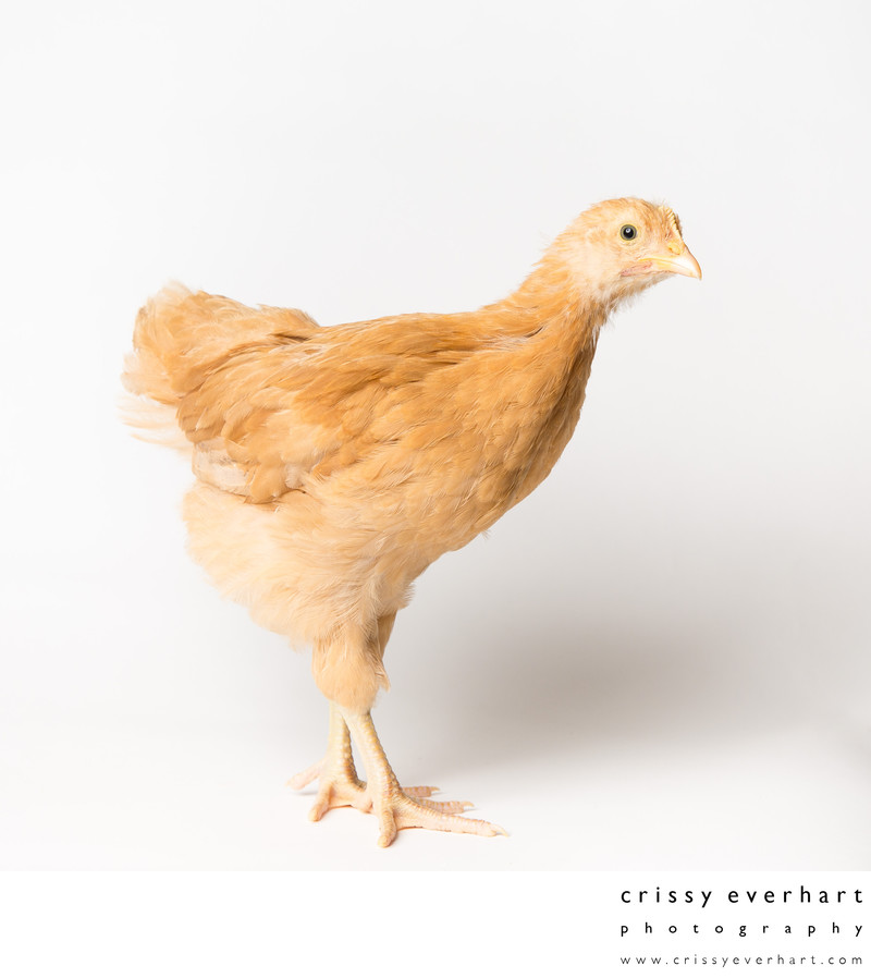 Honey - 5 Weeks Old - Buff Orpington Chick - Crissy Everhart Photography