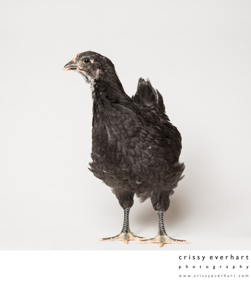 Noodle 6 Weeks Old Black Australorp Pullet Crissy Everhart