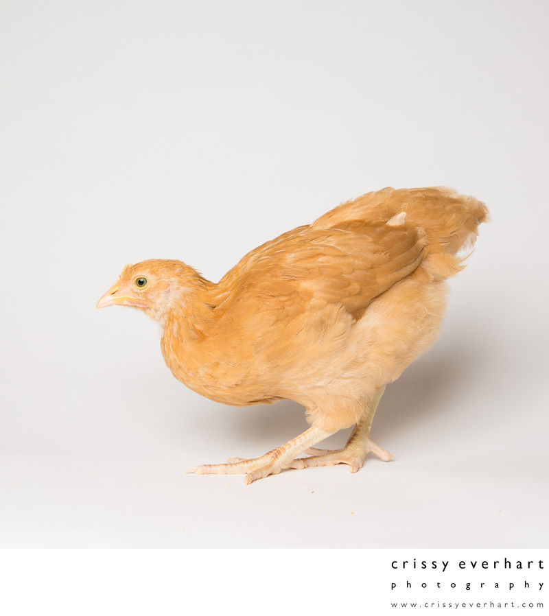 Honey - Six Weeks Old - Buff Orpington Chicken - Crissy Everhart ...