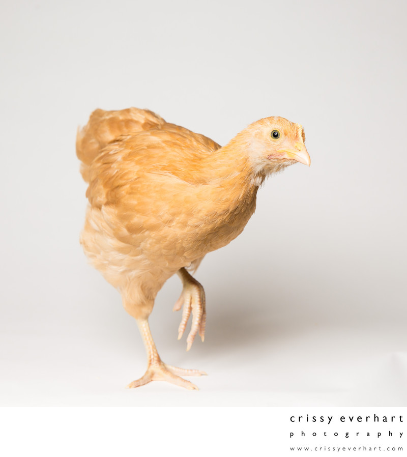 Honey - 6 Weeks Old - Buff Orpington Chicken - Chester ...