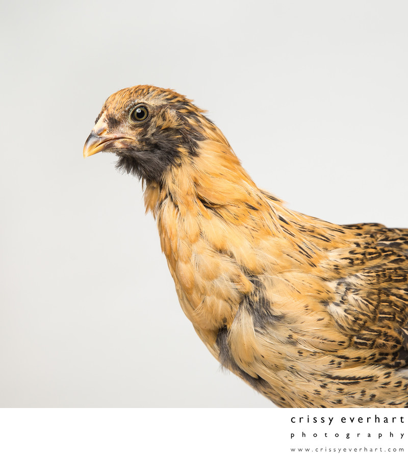 Nugget 6 Weeks Old Ameraucana Chicken Crissy Everhart Photography