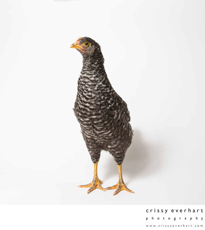 Pepper - 8 Weeks Old - Plymouth Barred Rock Pullet - Chester County ...