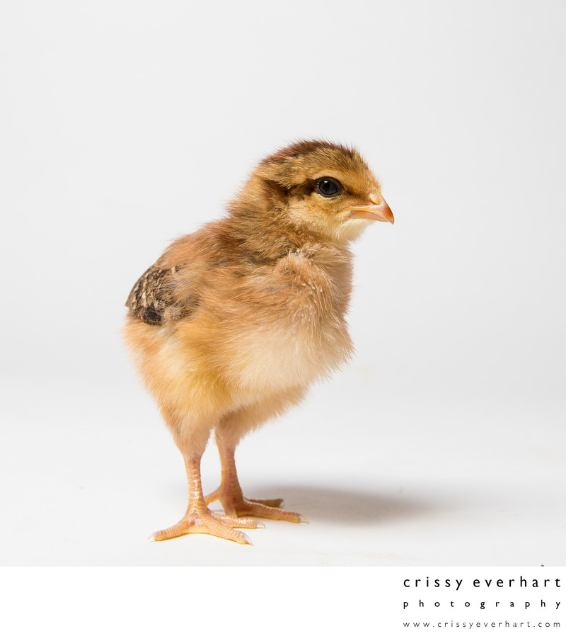 Barnevelder Chick - Hatched Four Days Ago