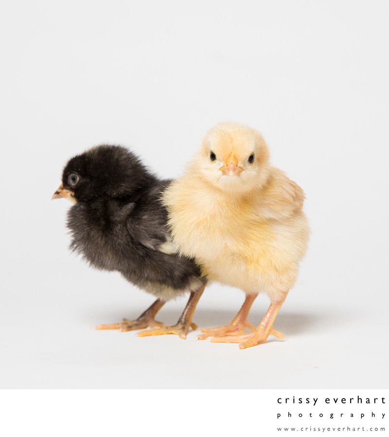 Buff Orpington with Plymouth Barred Rock Chicks