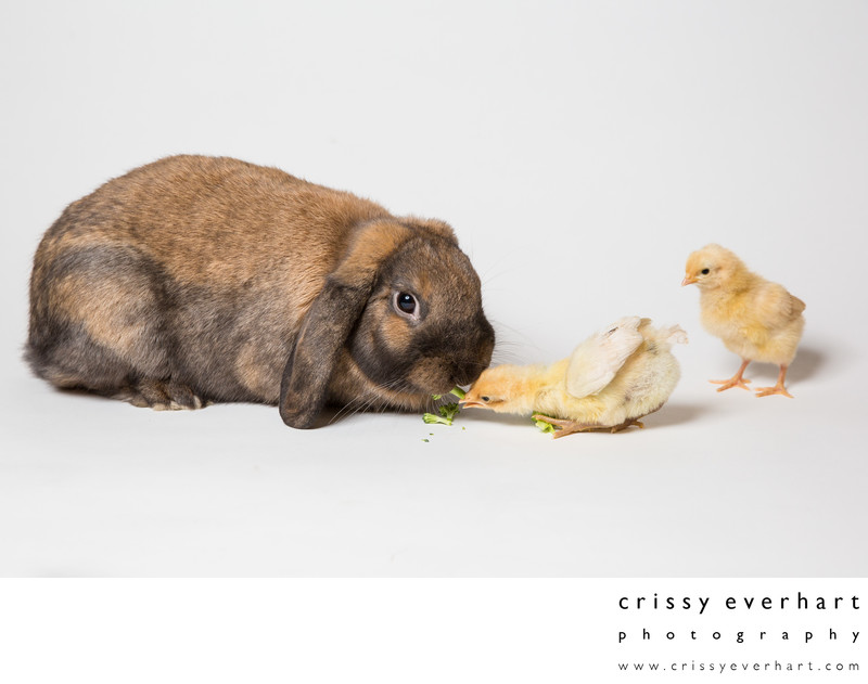 Lop Eared Rabbit Sharing Food with Ameraucana Chick