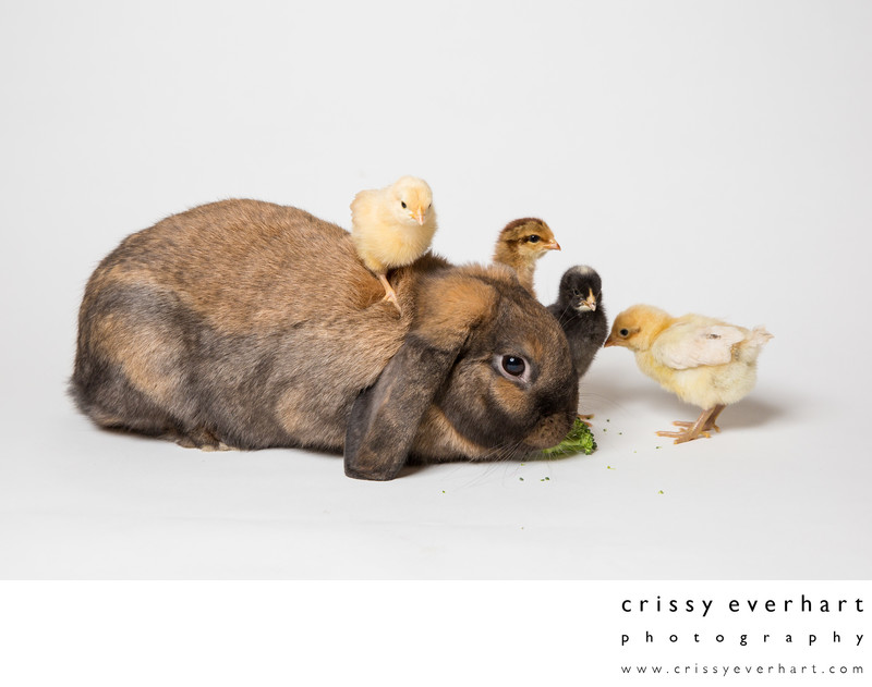 Holland Lop Rabbit with 4 Day Old Chicks