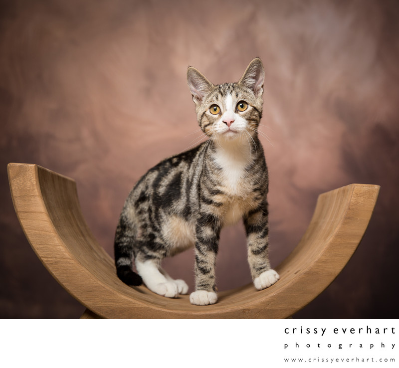 Rescue Pet Portraits - Kitten Photos in Studio