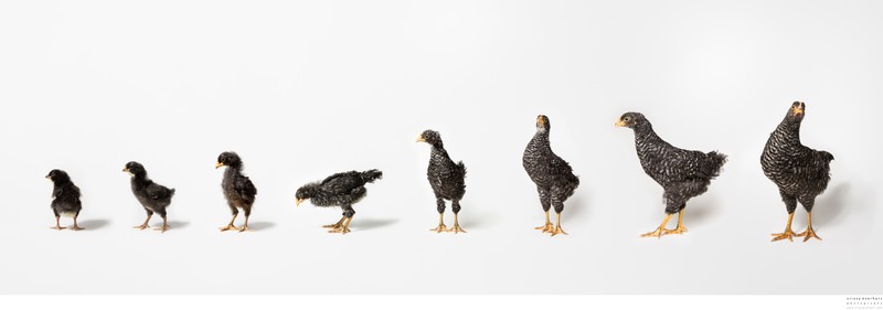 Pet Composite Photos, Chicken Growing Up
