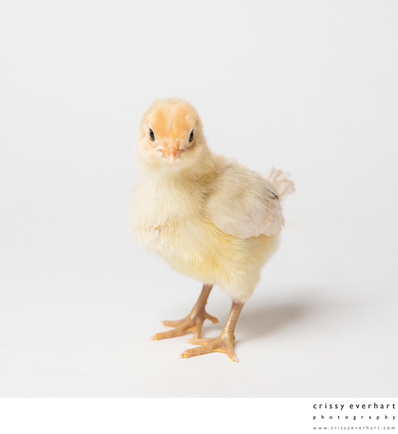 White Ameraucana Chick - 4 Days Old