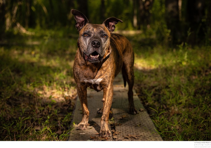 Dog Portraits at Local Nature Preserve