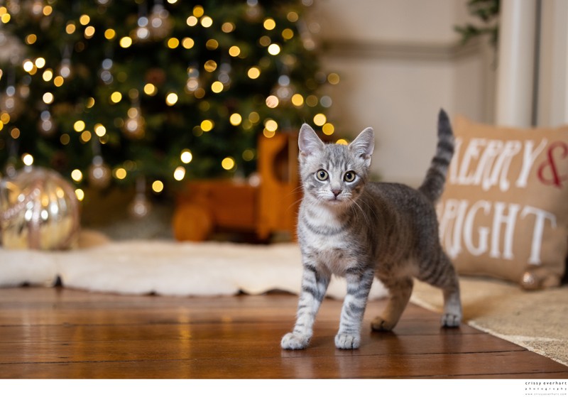 Holiday Photos for Pets