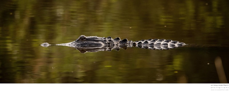 Dramatic Wildlife Photos